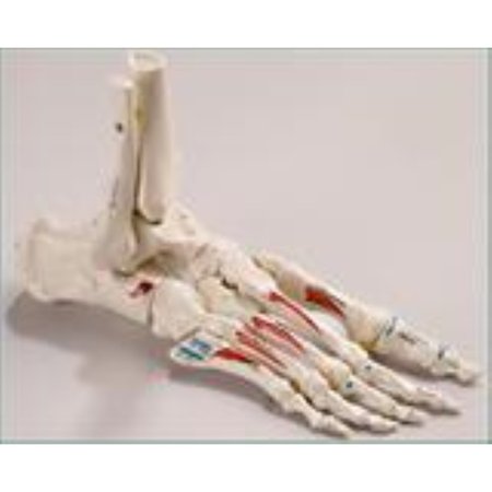 DENOYER-GEPPERT Anatomical Model, Elastic Mounted Foot w/Painted/Labeled Muscles SB47PL